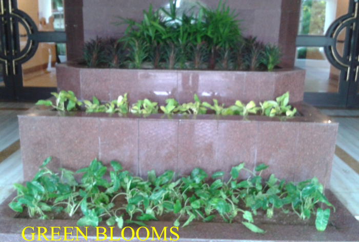 Lush Green Residential Garden Setup
