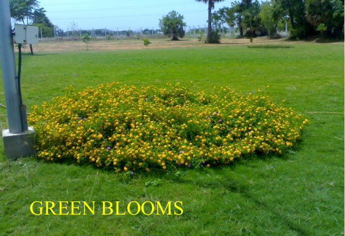 Vibrant Floral Blooms and Lawn Landscaping Chennai