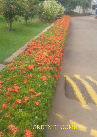 Flower Gardening Landscaping Sholinganallur Chennai