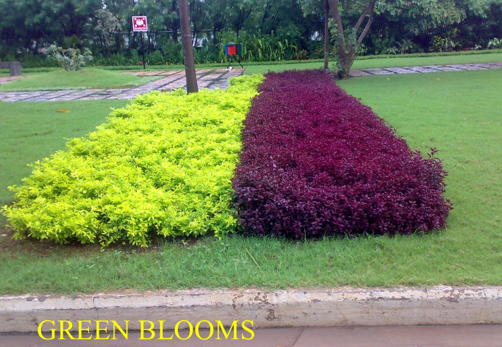 Residential Flower Bed Garden Design Chennai