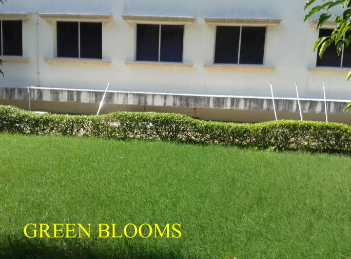 Lawn Landscape Architecture Chennai