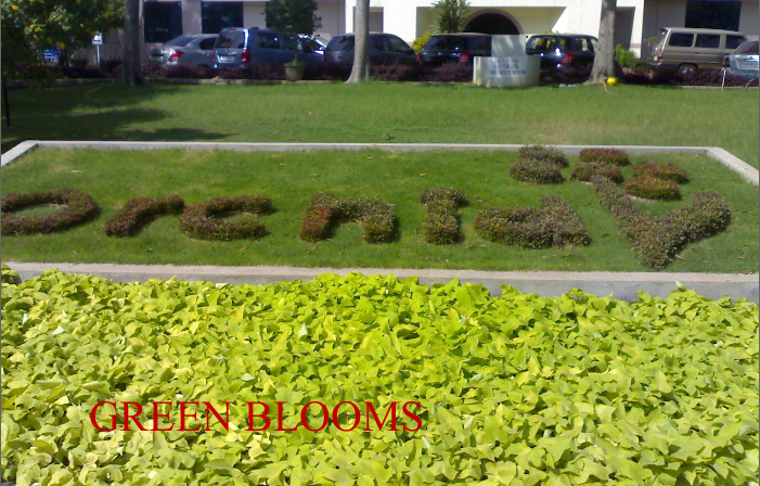 Ornamental Plants and Garden Trees