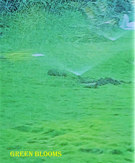 Automatic Sprinkler Irrigation System Chennai