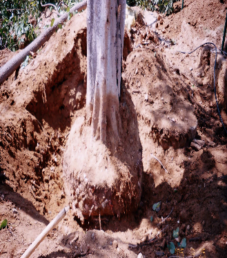 Mature Tree Relocation and Transplantation Chennai