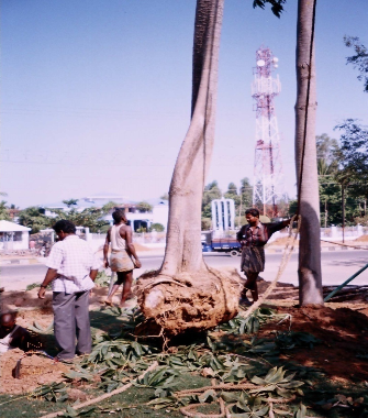 Safe Tree Moving Service Sholinganallur