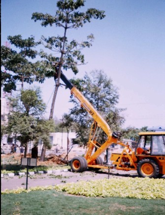 Established Relocated Mature Tree in Garden