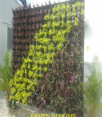 Living Wall Vertical Garden Installation Chennai